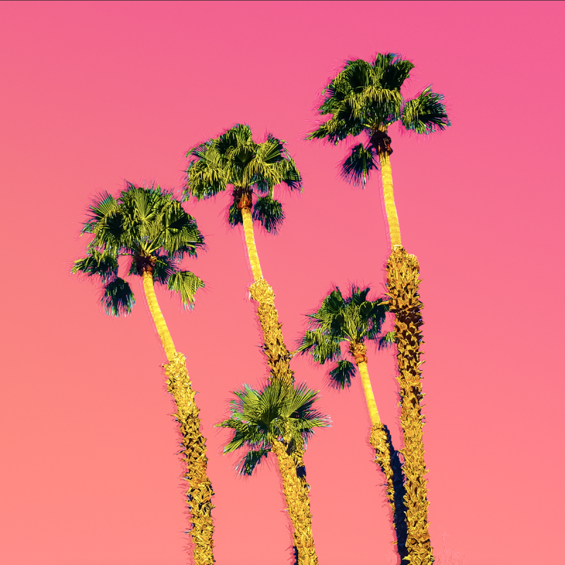 escape - palms 01